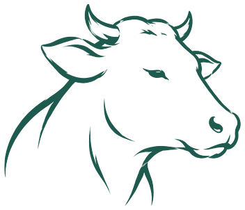 Illustration : vaches