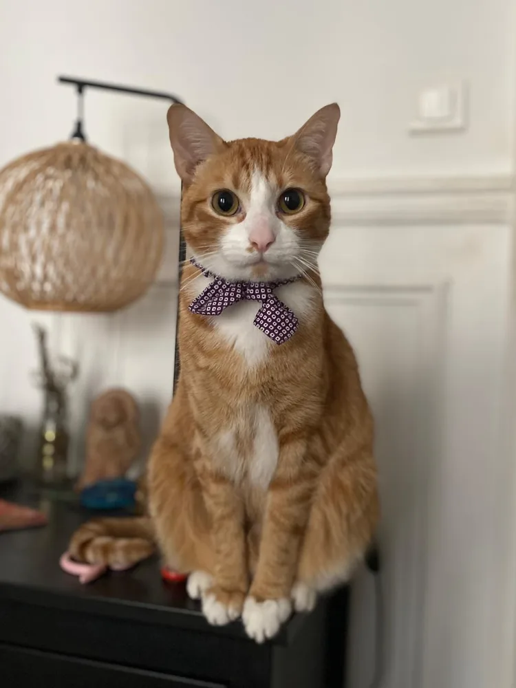 Zeÿre, chat accompagné en séance